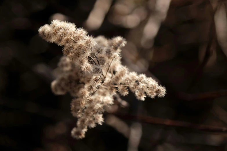 small gray plants in a grassy area with many nches