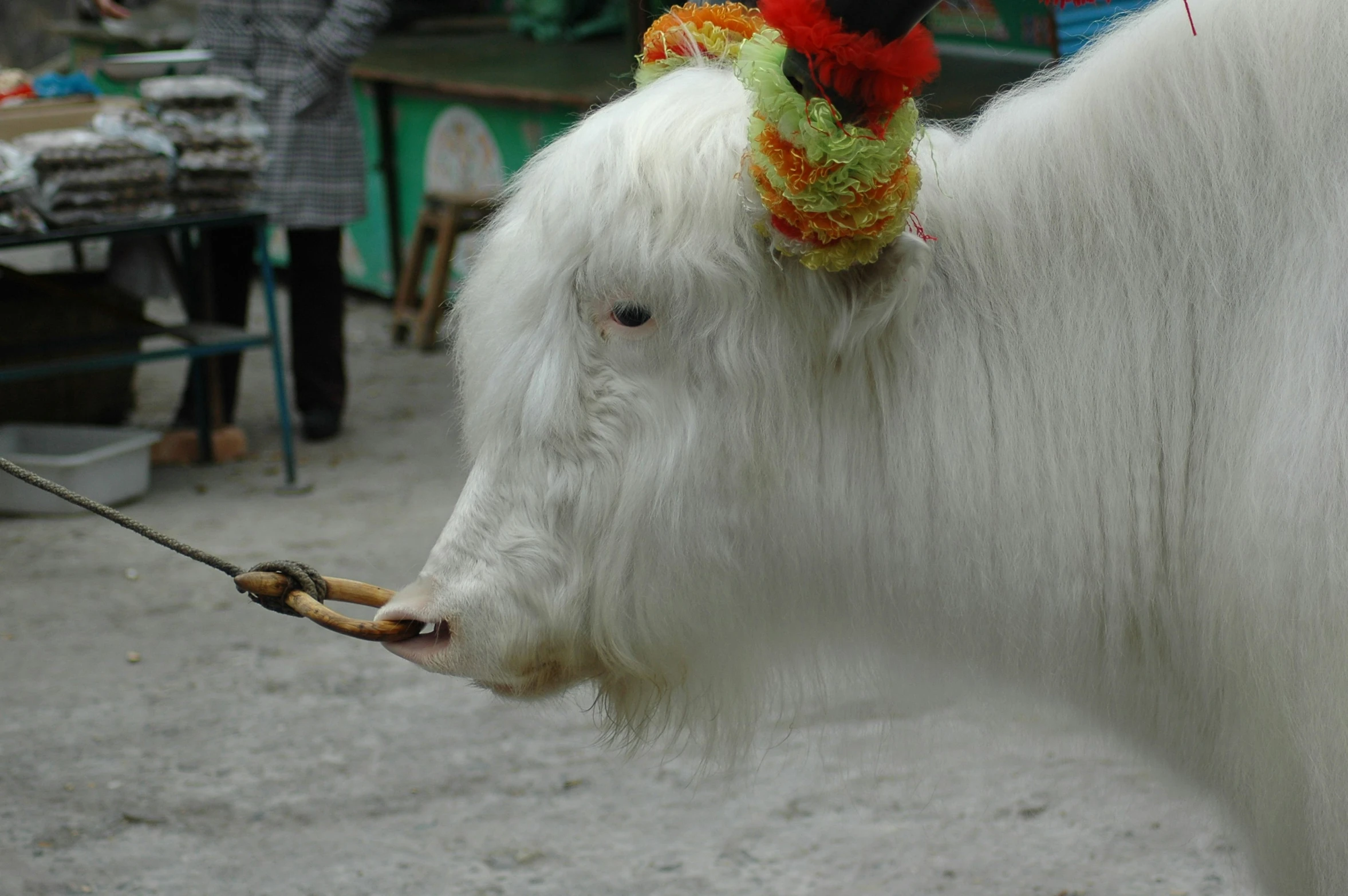 the white horse has been tied to a rope