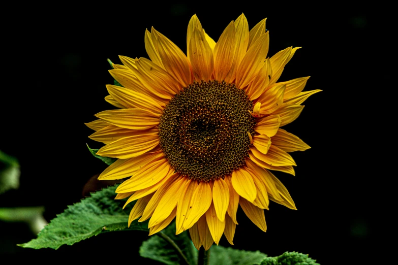 a sunflower in full bloom with a dark background