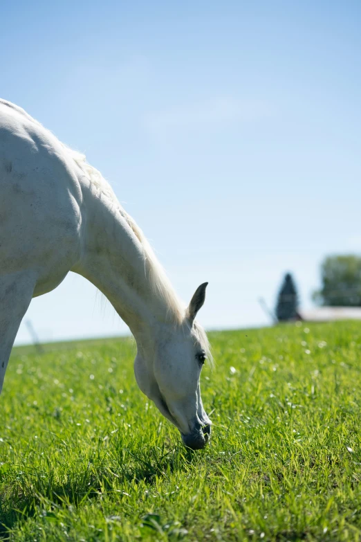 a white horse grazing in a field with other horses