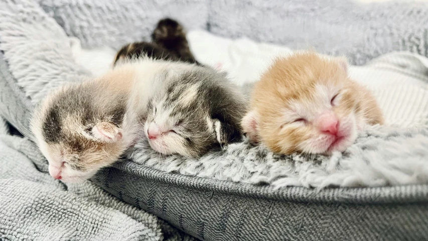 a group of kittens sleep together on a blanket