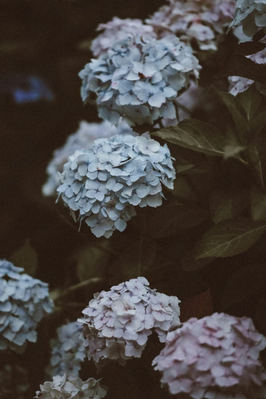 pink and white flowers with green leaves on them