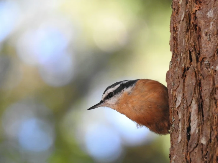 a brown and black bird perched on a tree trunk