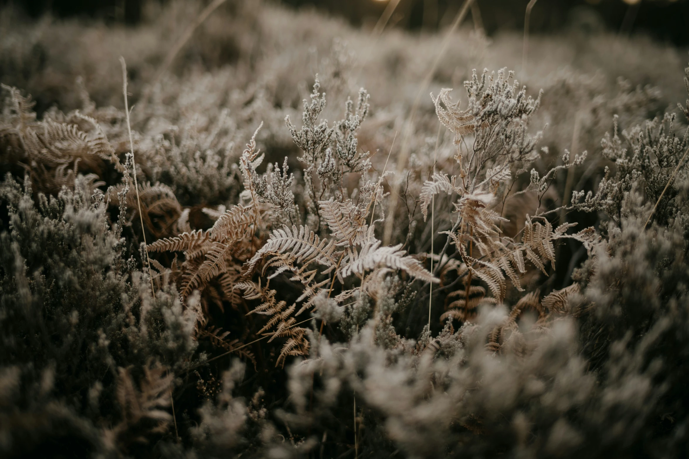 a field filled with lots of tall green grass