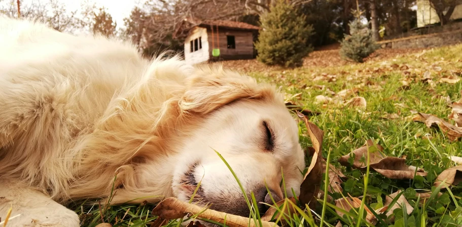 the dog lies in the grass and watches its own