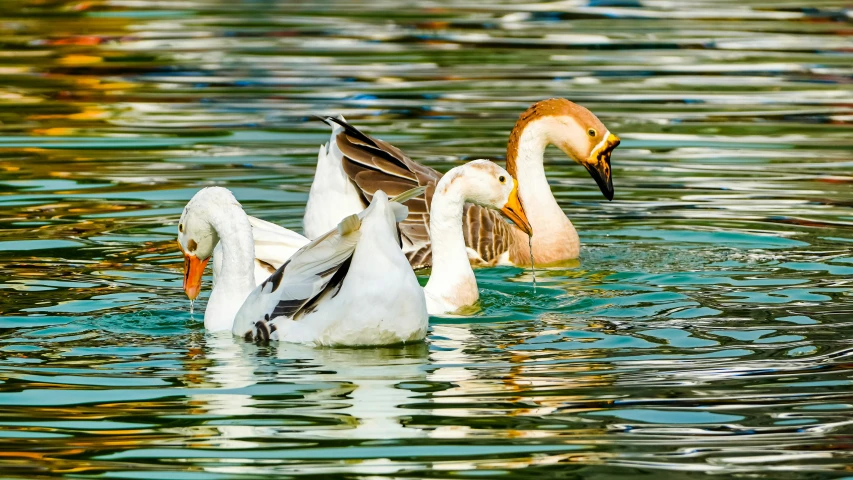 ducks on the water with one getting ready to take off