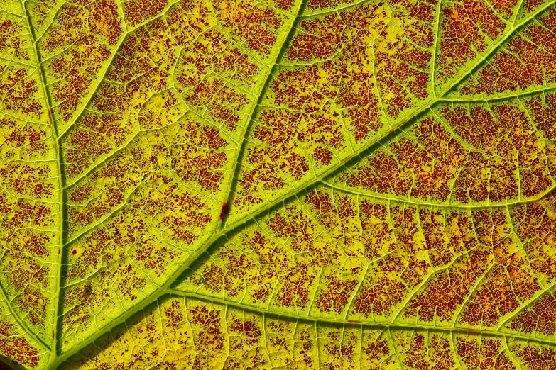 a close up of a leaf on a sunny day