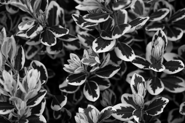 black and white pograph of leaves in a plant