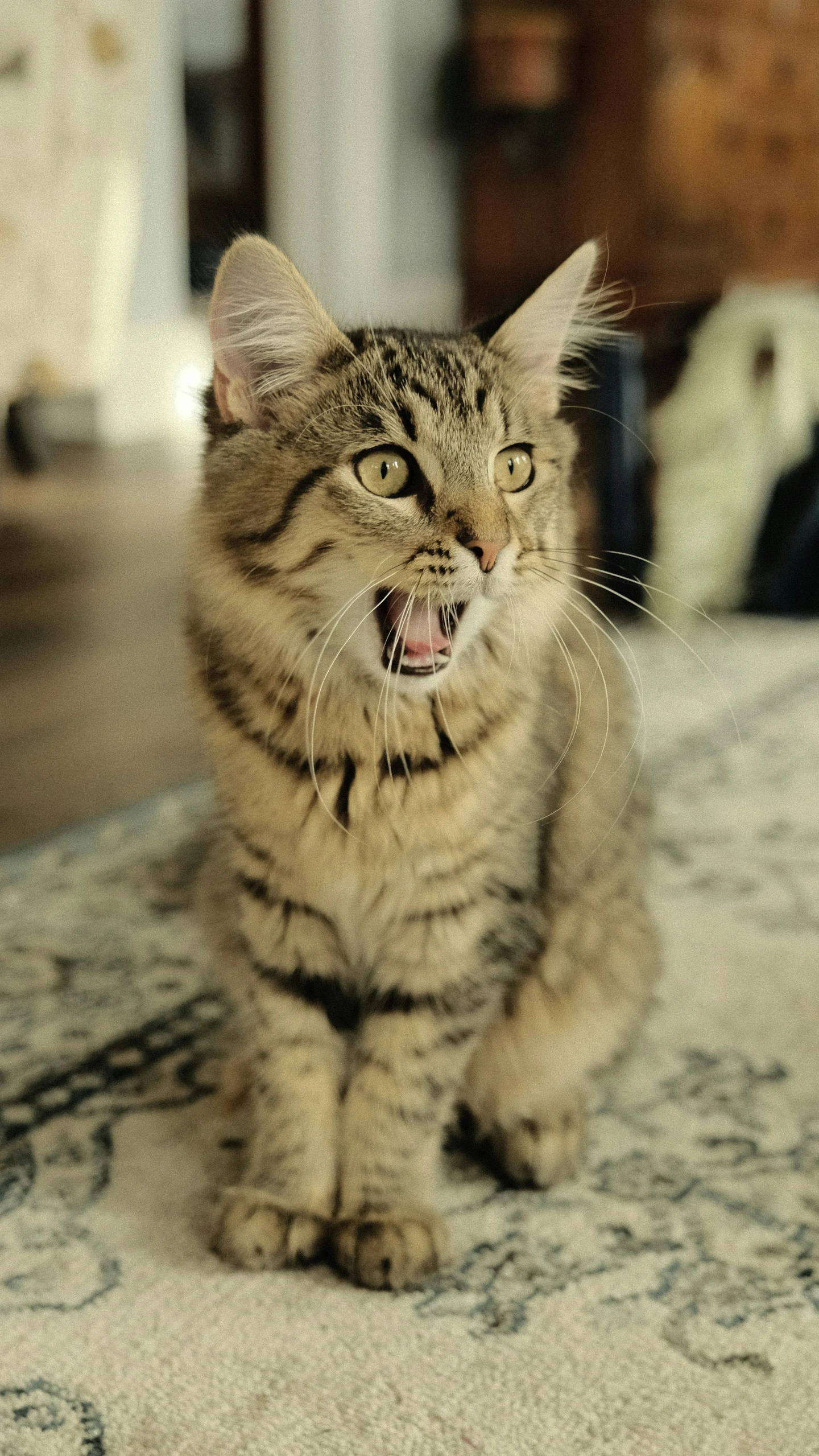 a grey and black striped cat yawns on top of a bed