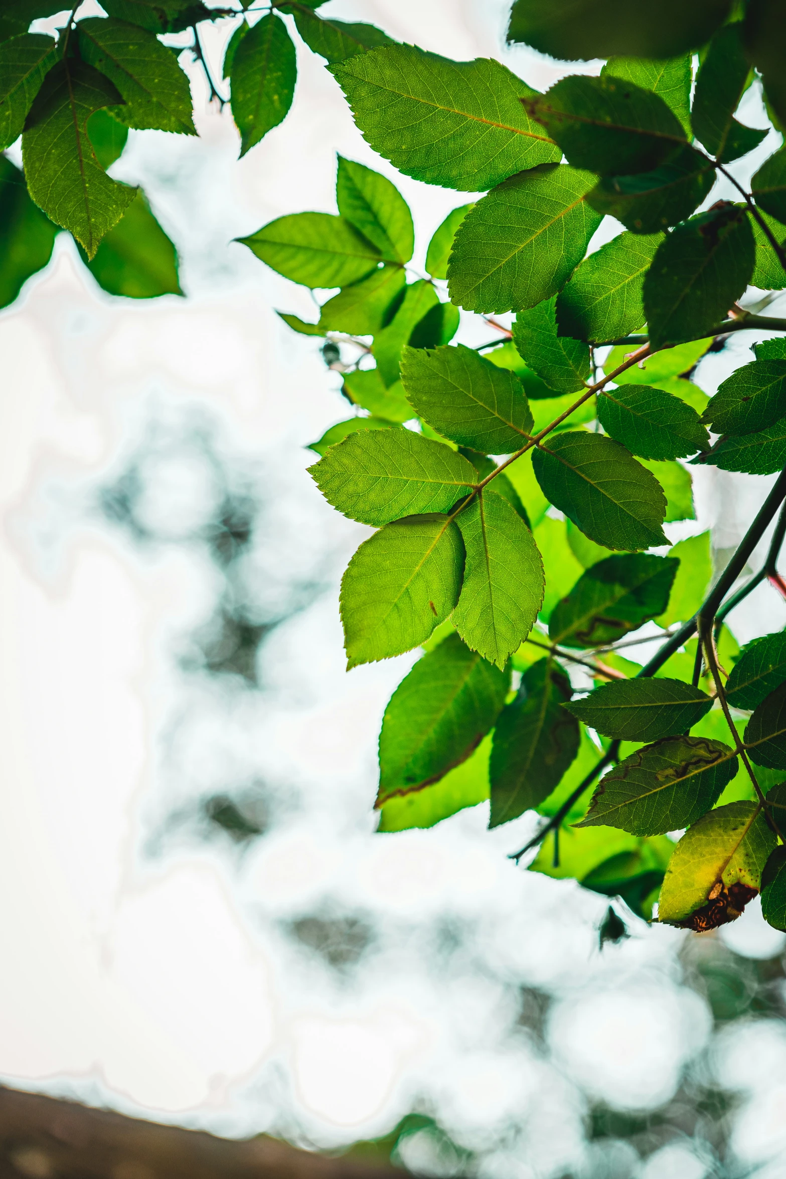 leaves hanging from the nches of a tree