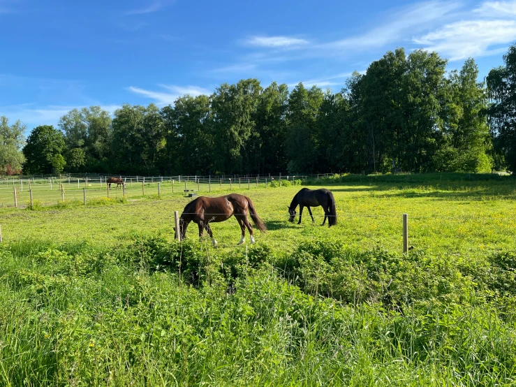 three horses in a field grazing on grass