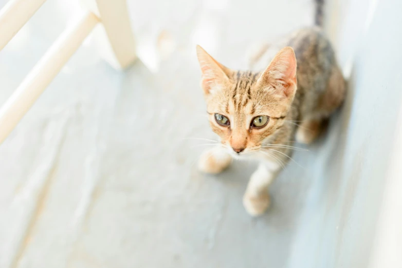 an image of a cat that is looking directly at the camera