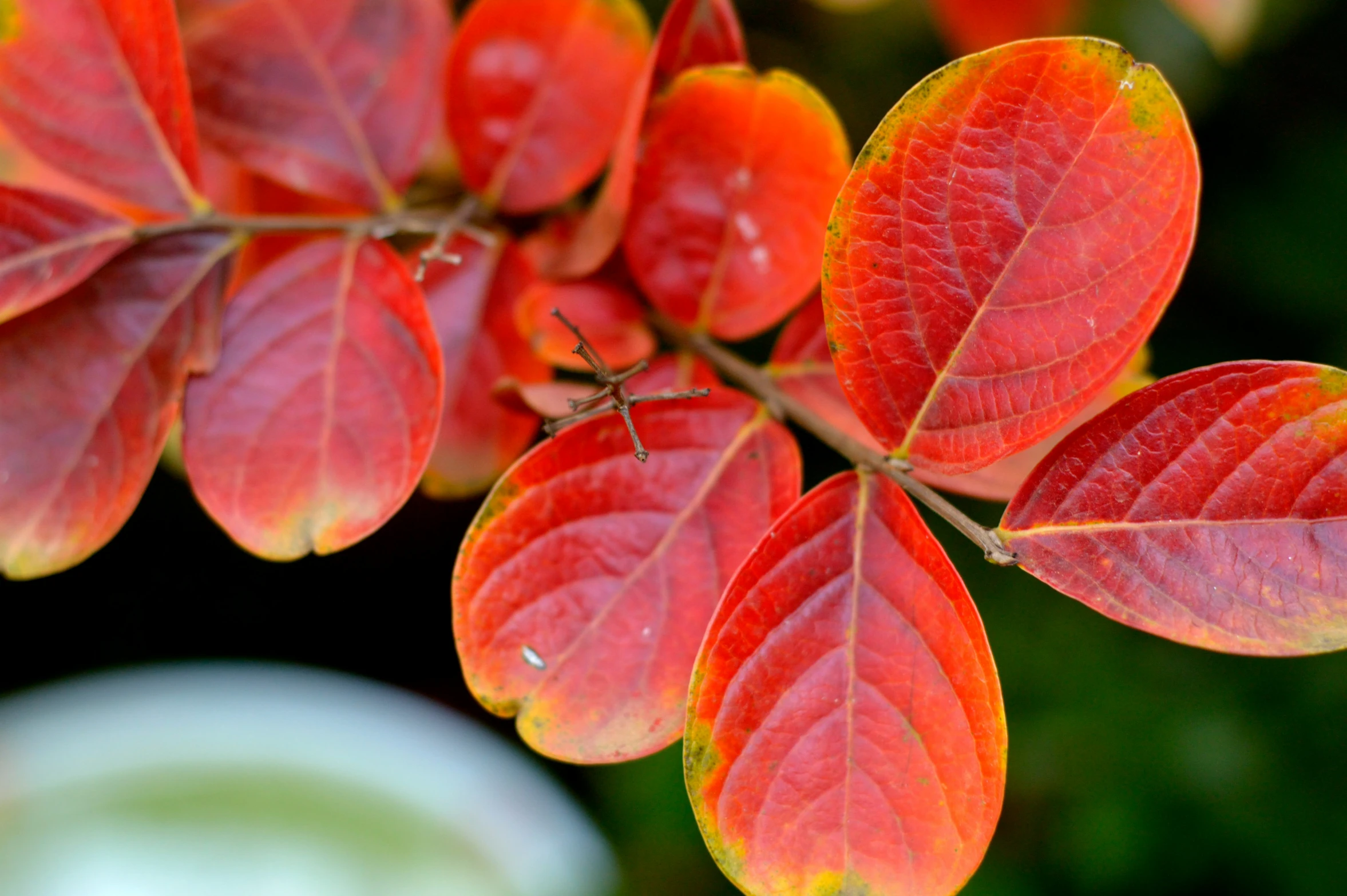 a close up of red leaves on a tree