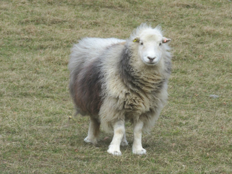 a grey and white sheep stands on grass