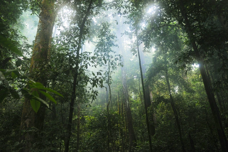 a dense forest with lots of tall trees and leaves