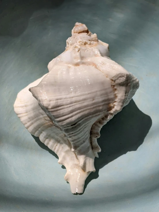 an ocean shells sitting on a blue plate
