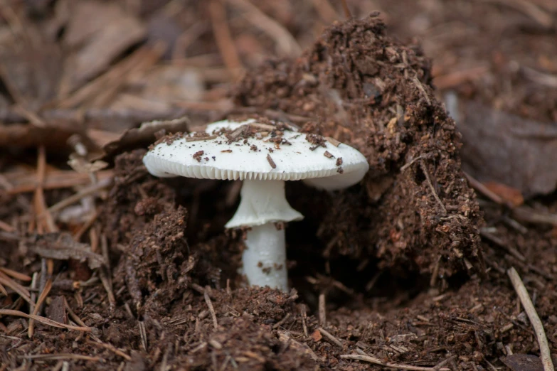 a group of white mushrooms growing out of the soil
