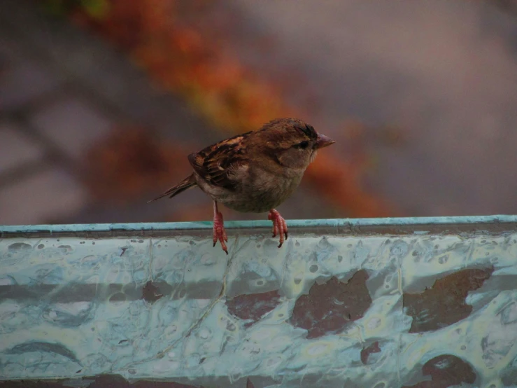 a small bird perched on the edge of a window