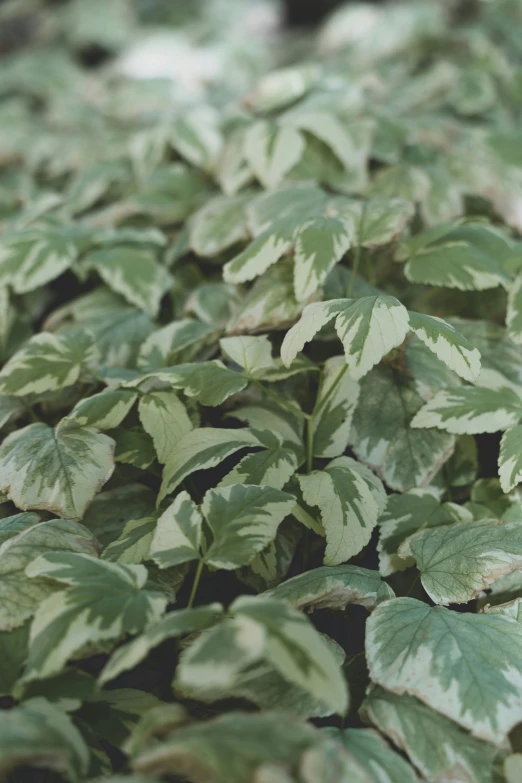 many leafy plants with a red tag