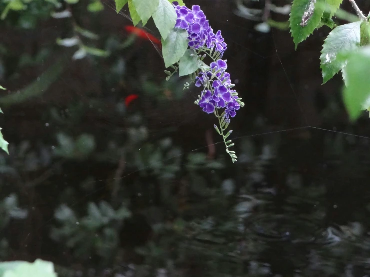 purple flowers are shown against the background of trees