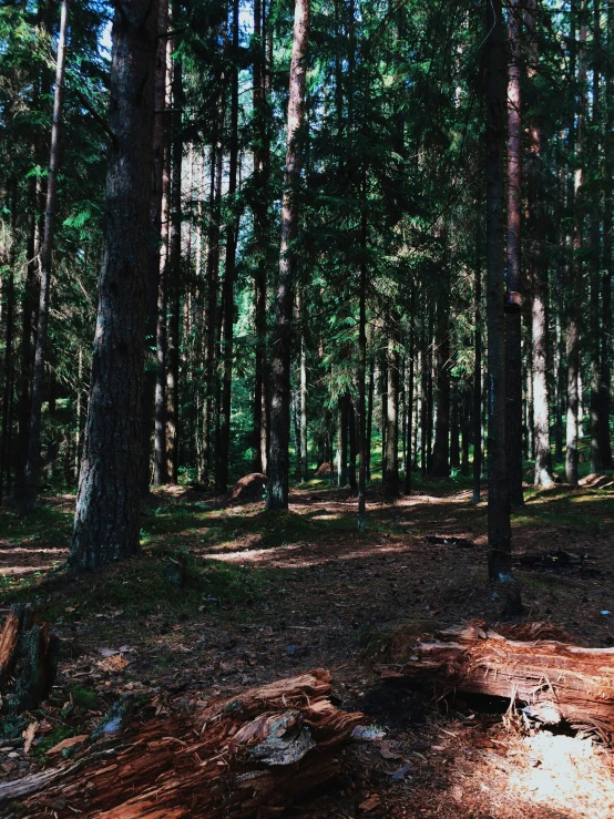 a patch of dirt under a row of pine trees