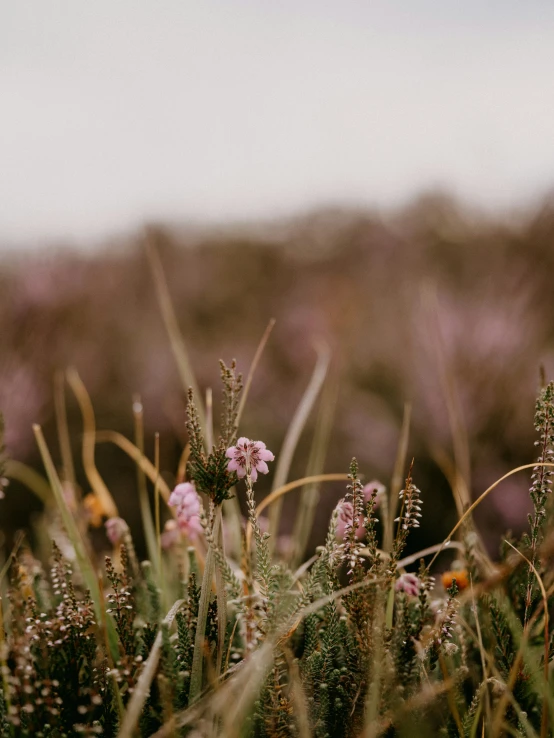 some very pretty flowers in the grass