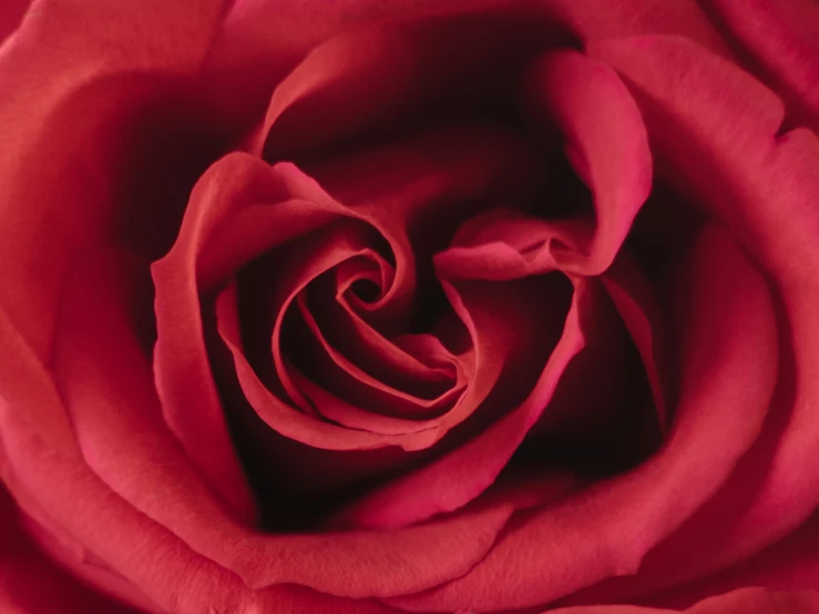 the center of a large pink rose