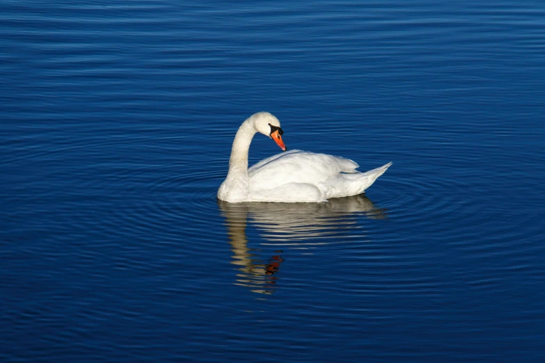 a white swan on water with its head under the water