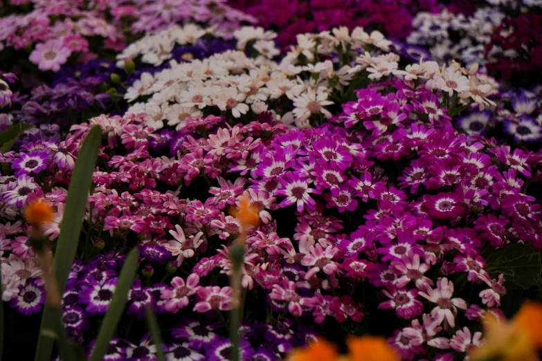 purple and white flowers in a flower garden