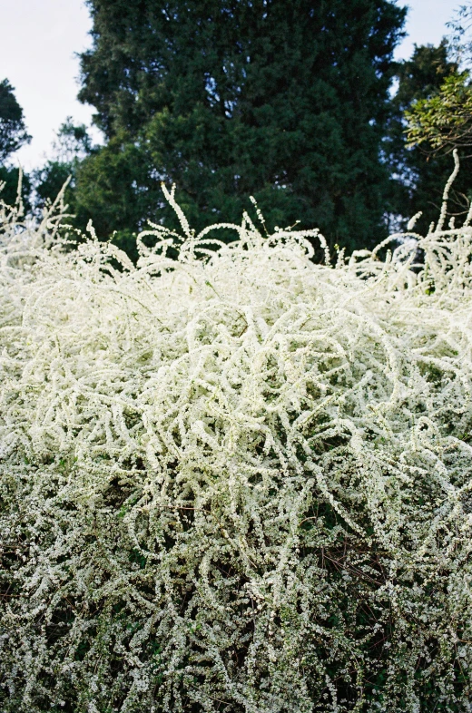 a very pretty bush with some white leaves