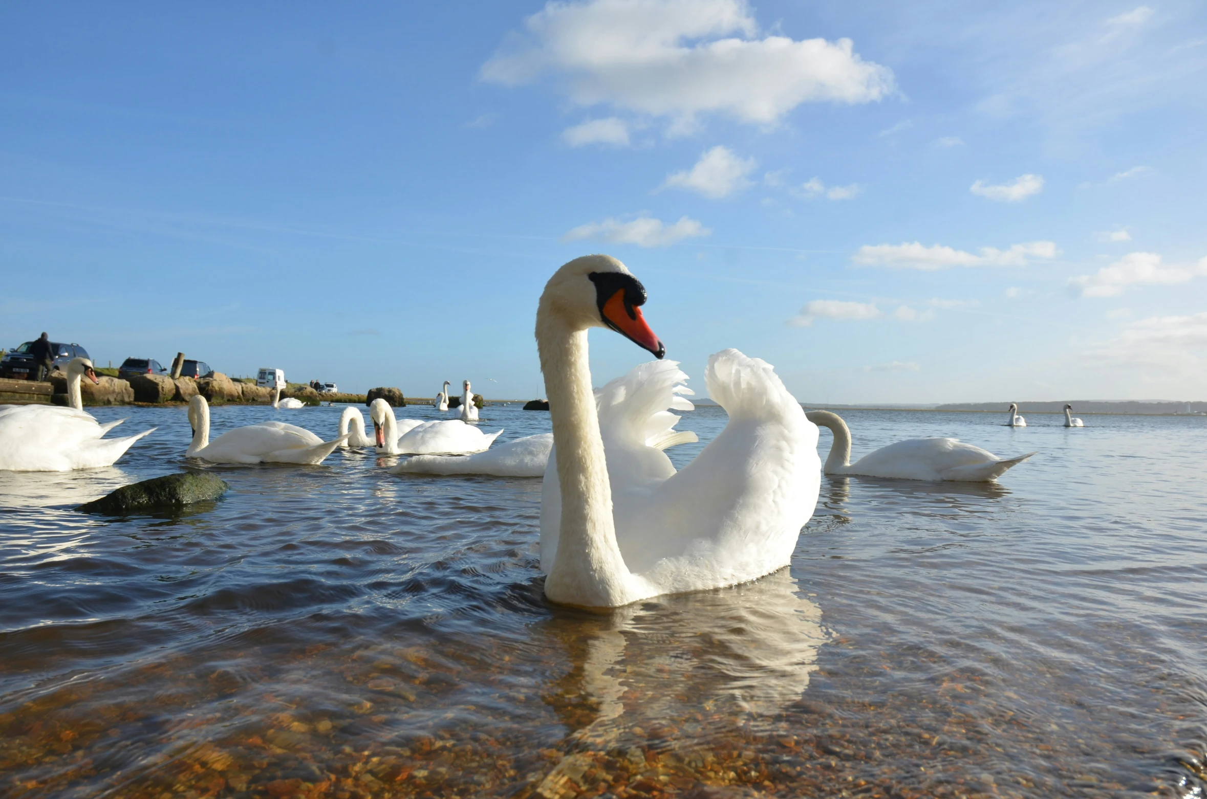 swans floating in the water on a sunny day