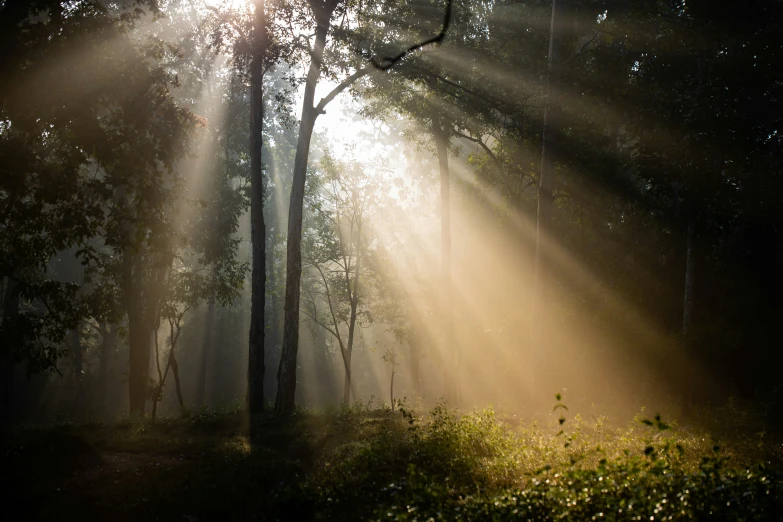 sunlight beaming through the trees into a forest