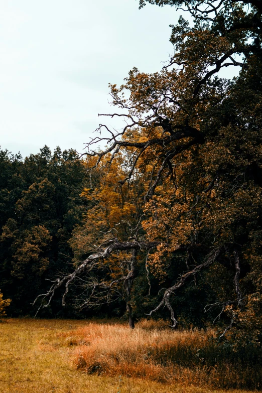 an image of a brown grass field in the woods