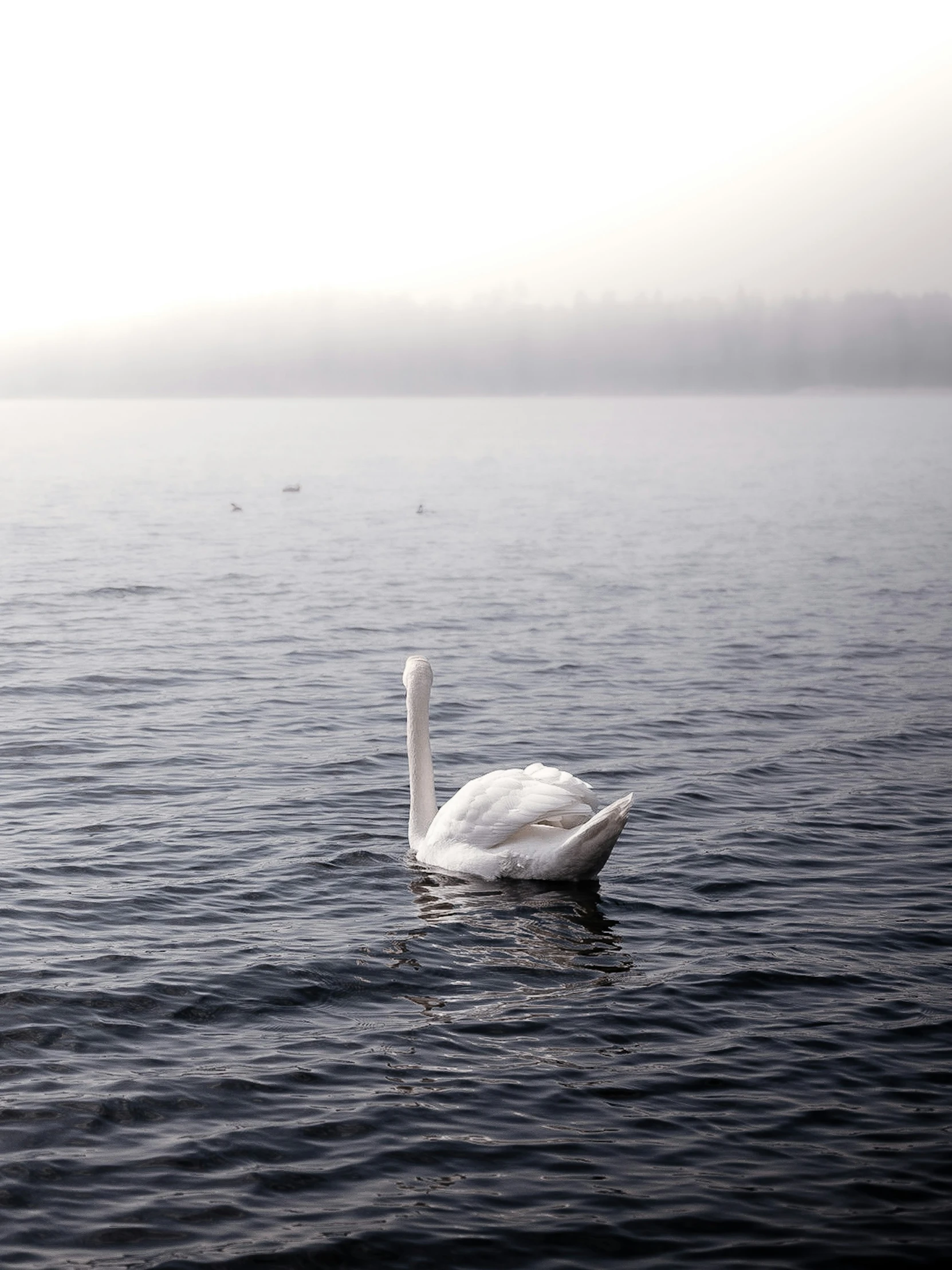 a white bird sitting on top of water