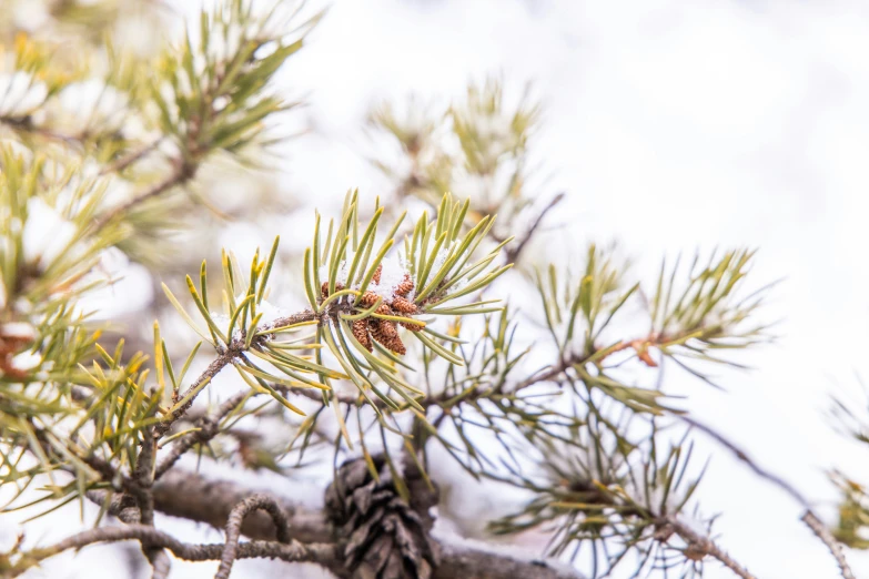 a close up of a pine nch on a cloudy day