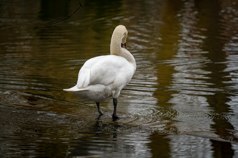 the bird is wading in the water alone