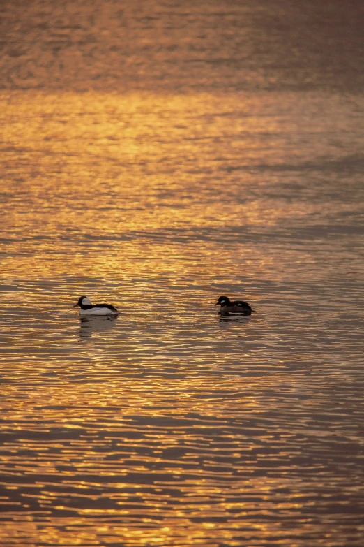 two ducks swimming in a body of water at sunset