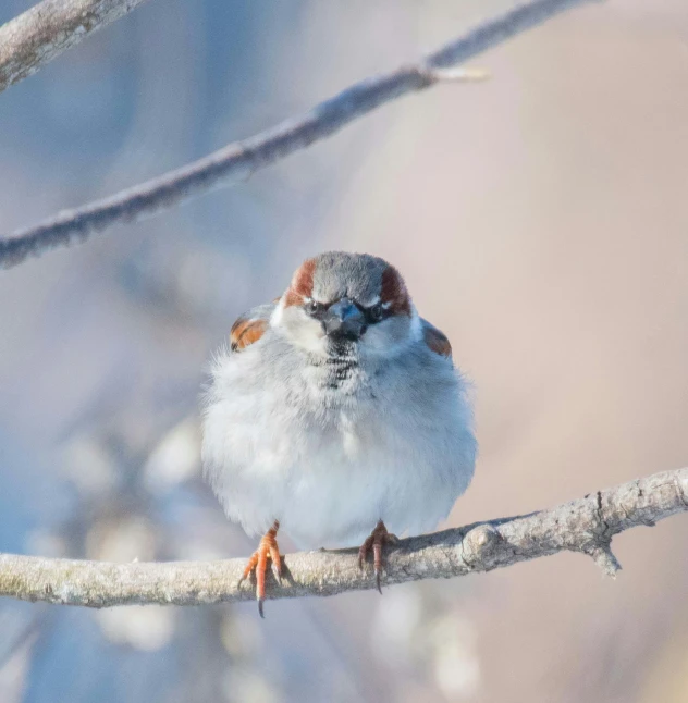 there is a small bird sitting on the nch