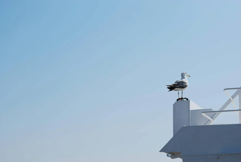 a seagull sitting on top of a building