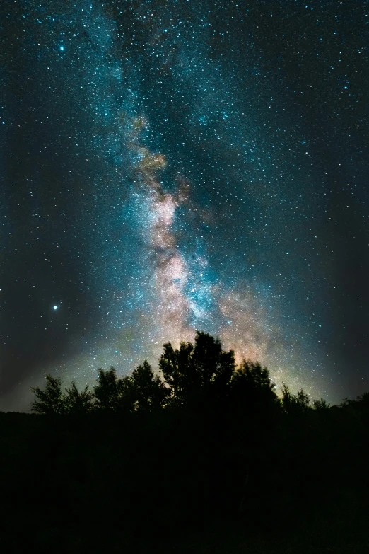 the view of the night sky through silhouetted trees