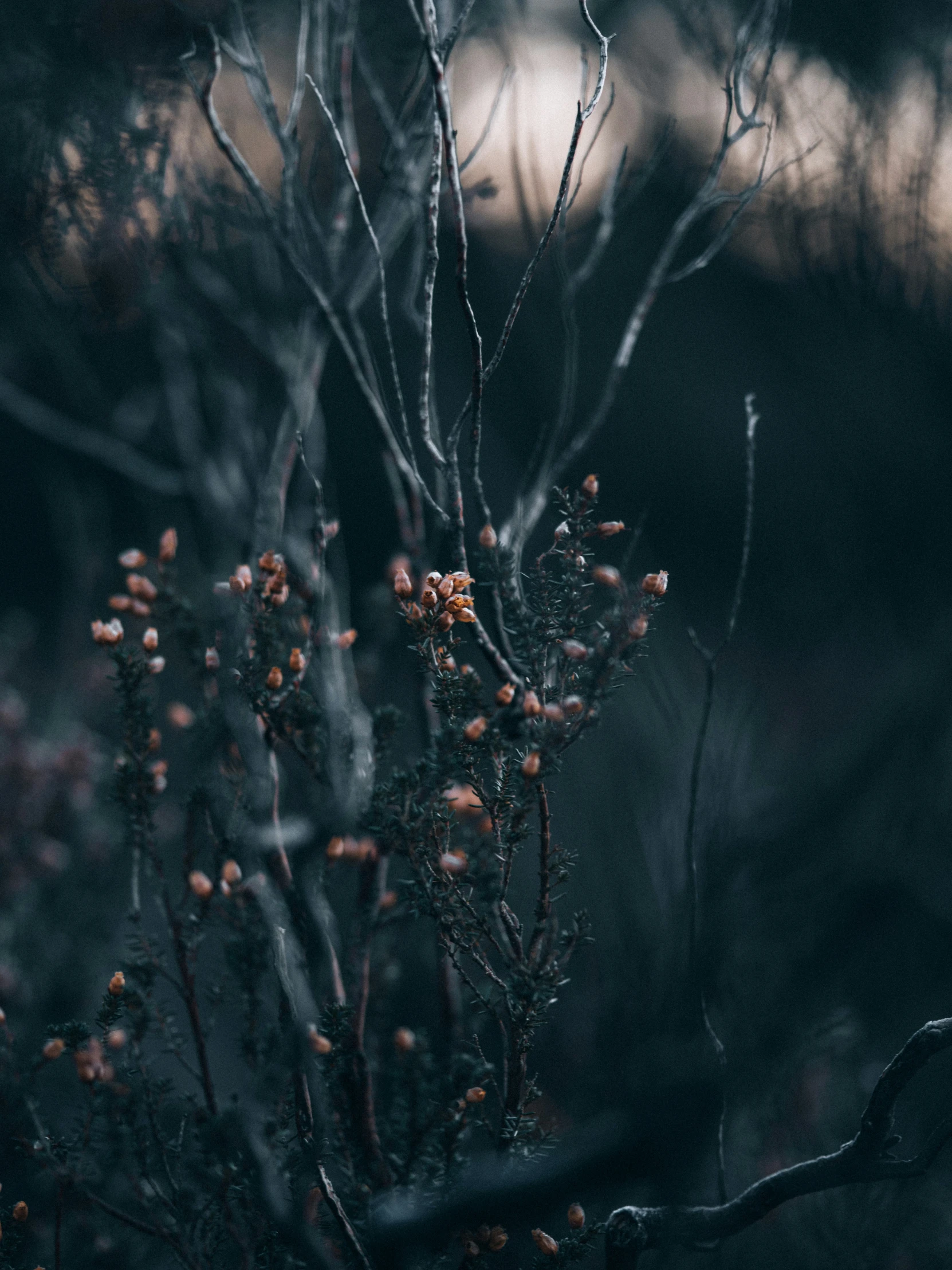 small nches in the middle of an autumn setting