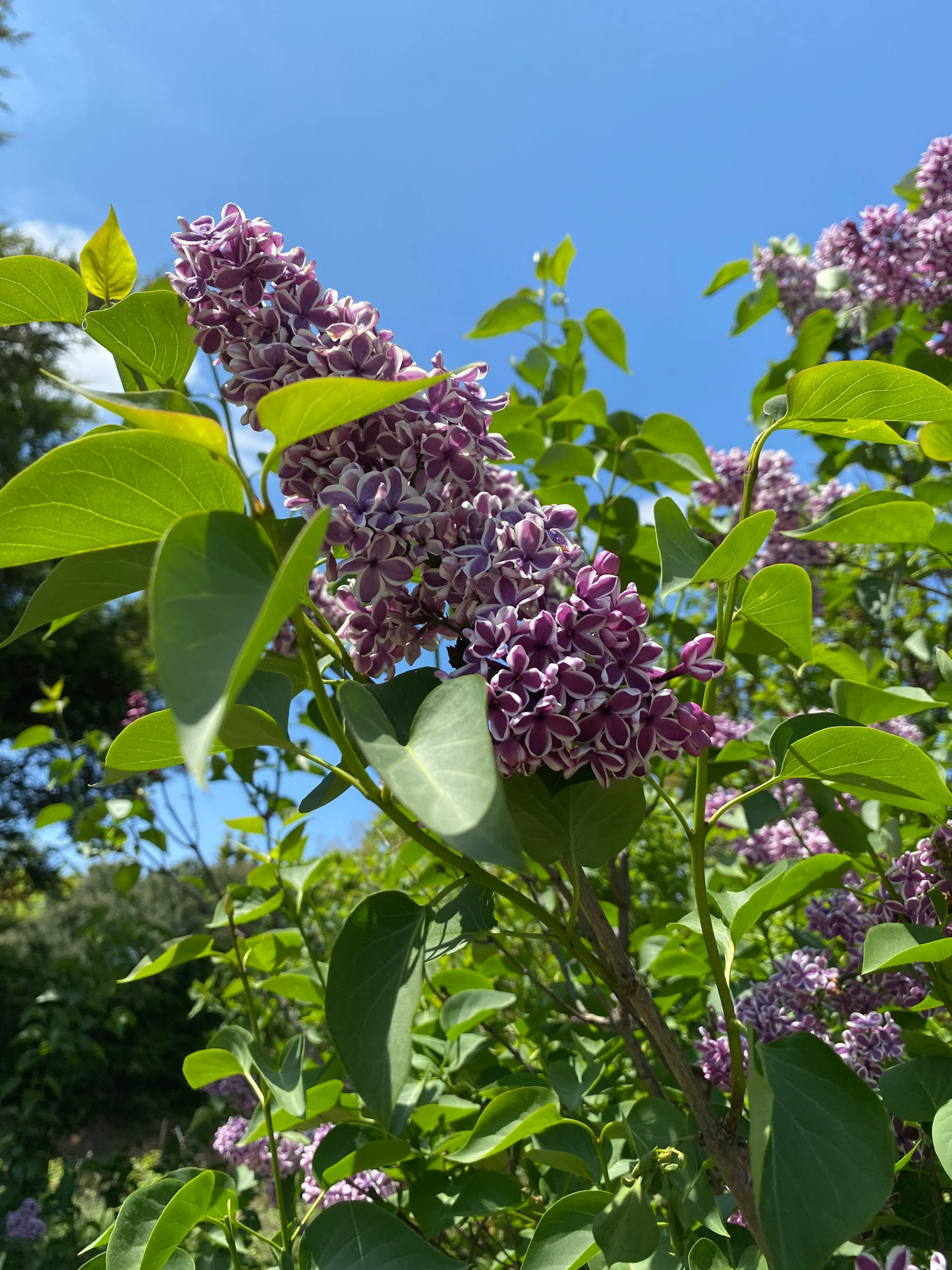 the nch of lilacs is very green and has purple blossoms on it