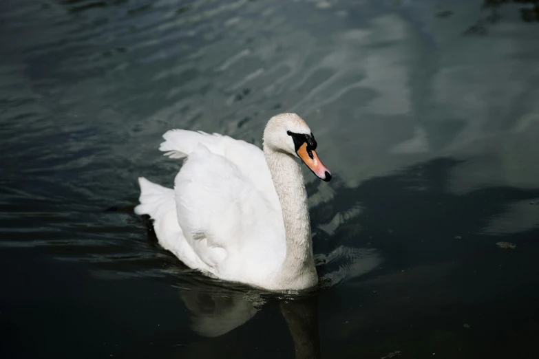 a white swan swimming in the water and looking around