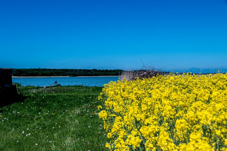 there is a field of yellow flowers and blue skies