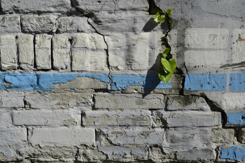 a plant growing on the side of a concrete wall