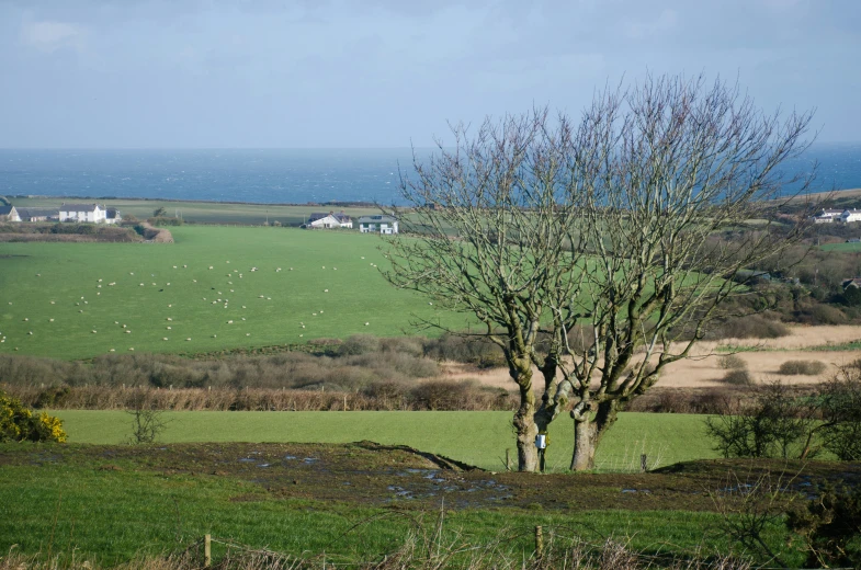 some houses and sheep are grazing in a field