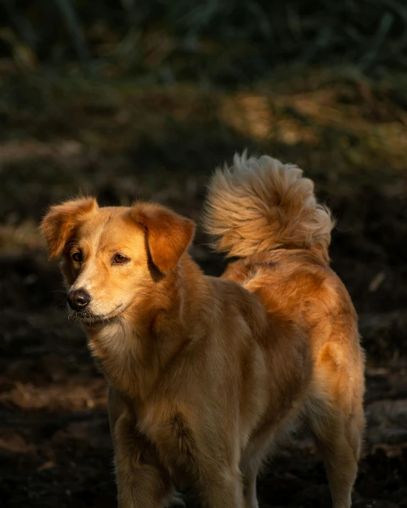 this is a golden brown dog standing with its back turned