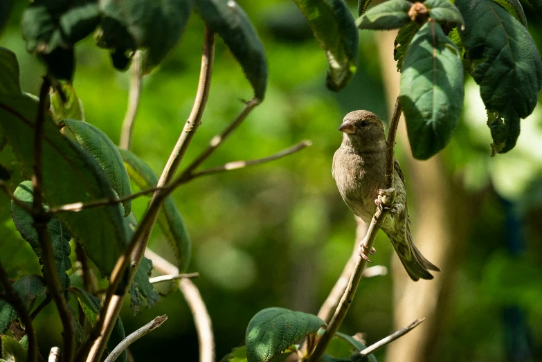 a little bird perched on top of a tree nch