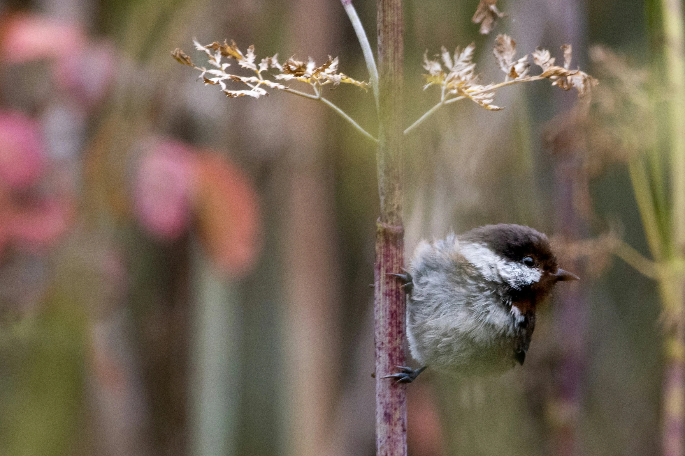 a small bird is sitting on a plant