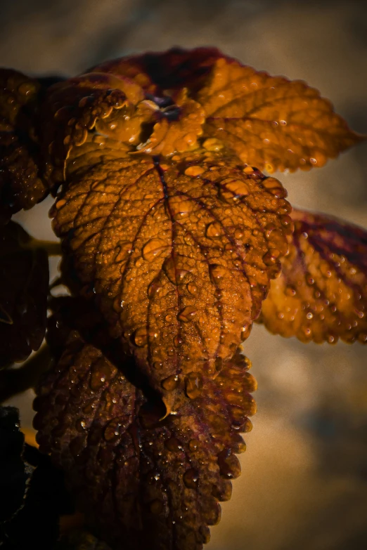 a yellow leaf with water droplets on it